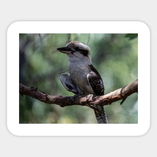 Cheeky Kookaburra Sticker